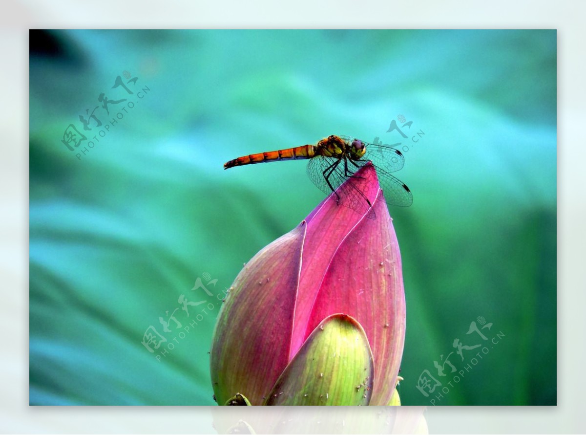 蜻蜓摄影图__昆虫_生物世界_摄影图库_昵图网nipic.com
