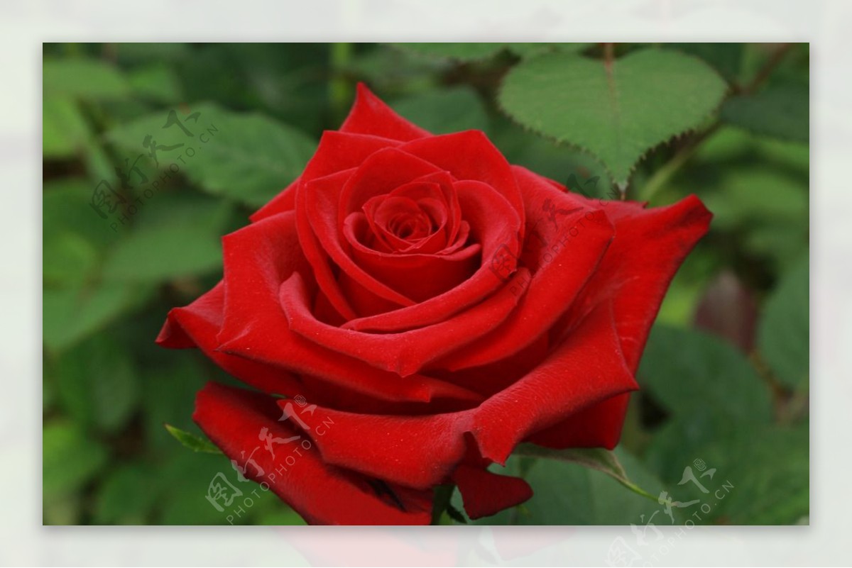 唯美玫瑰花图片素材-编号24022605-图行天下