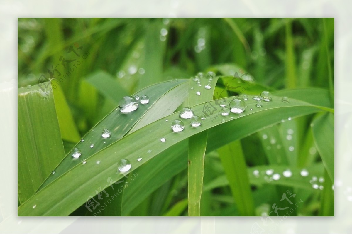 绿草上的雨滴