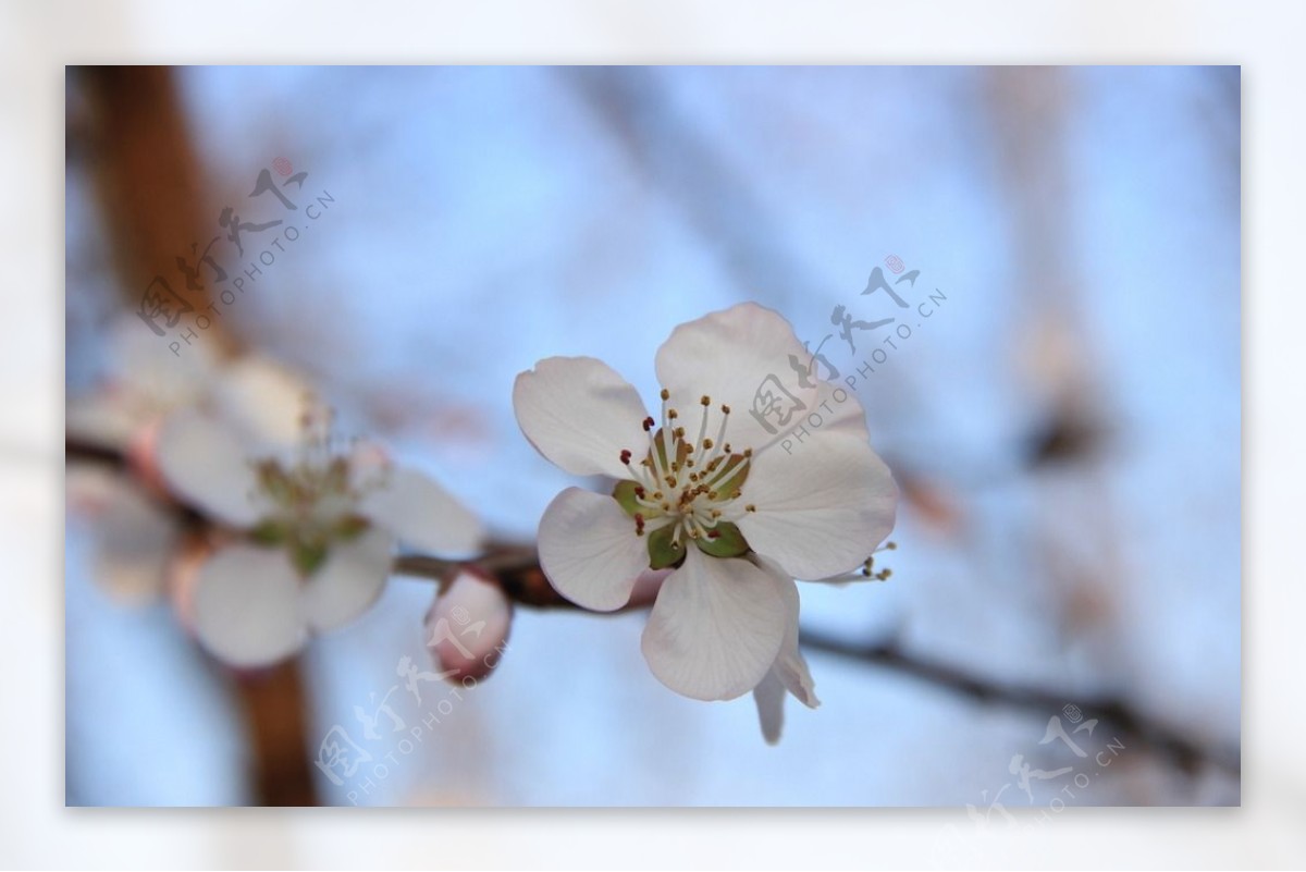 一枝桃花