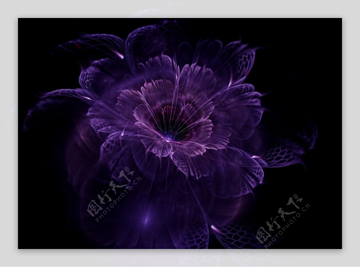 紫色花图片素材
