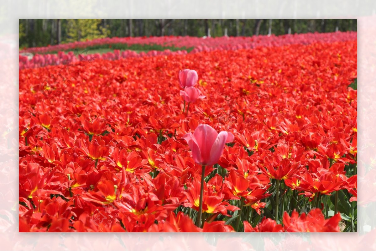 郁金香花海