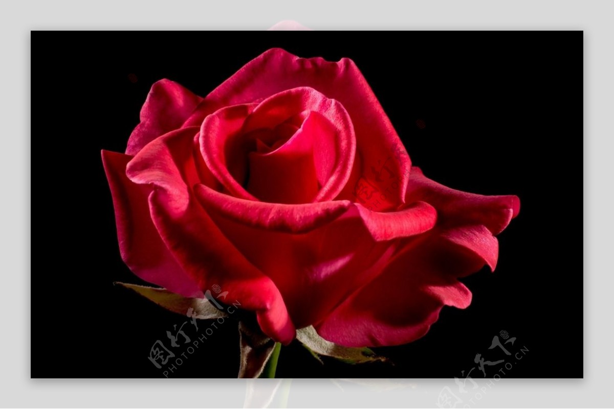 漂亮的红色玫瑰