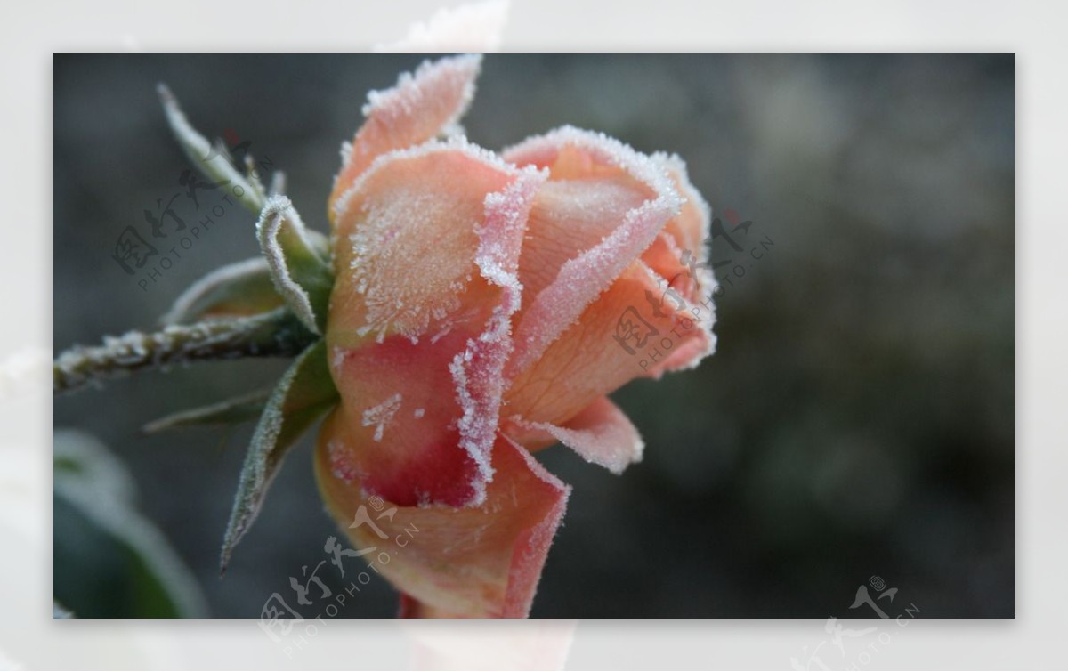 冰霜玫瑰