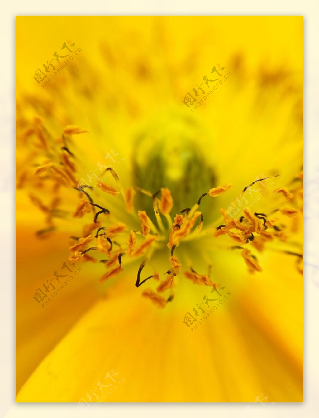 黄色迎春花花蕊