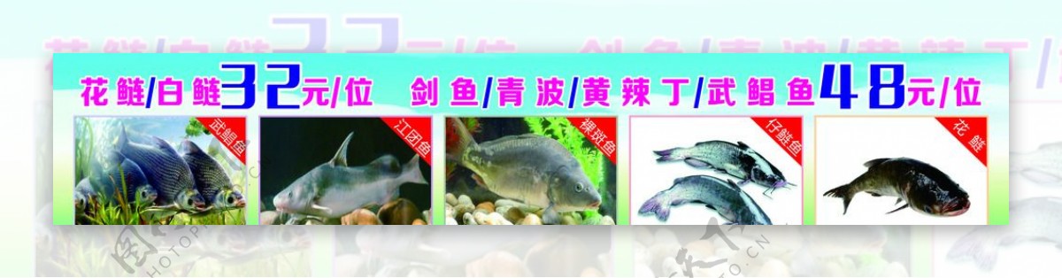 河鲜馆鱼海报