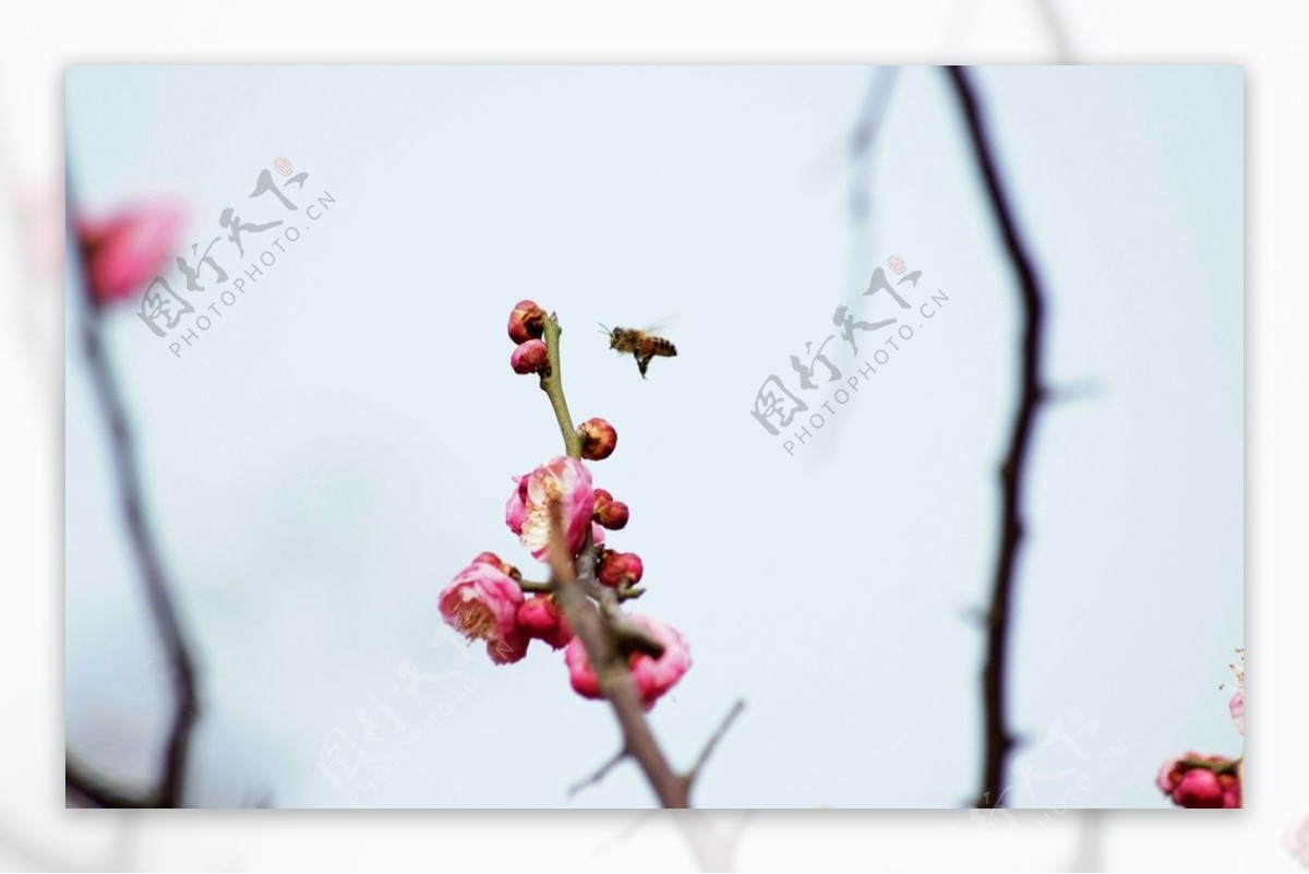 桃花与蜜蜂