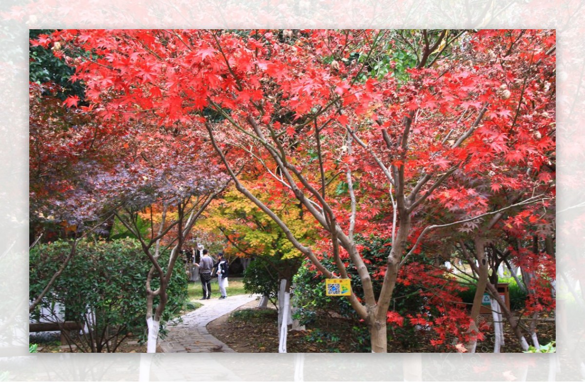 栖霞山红叶栖霞古寺