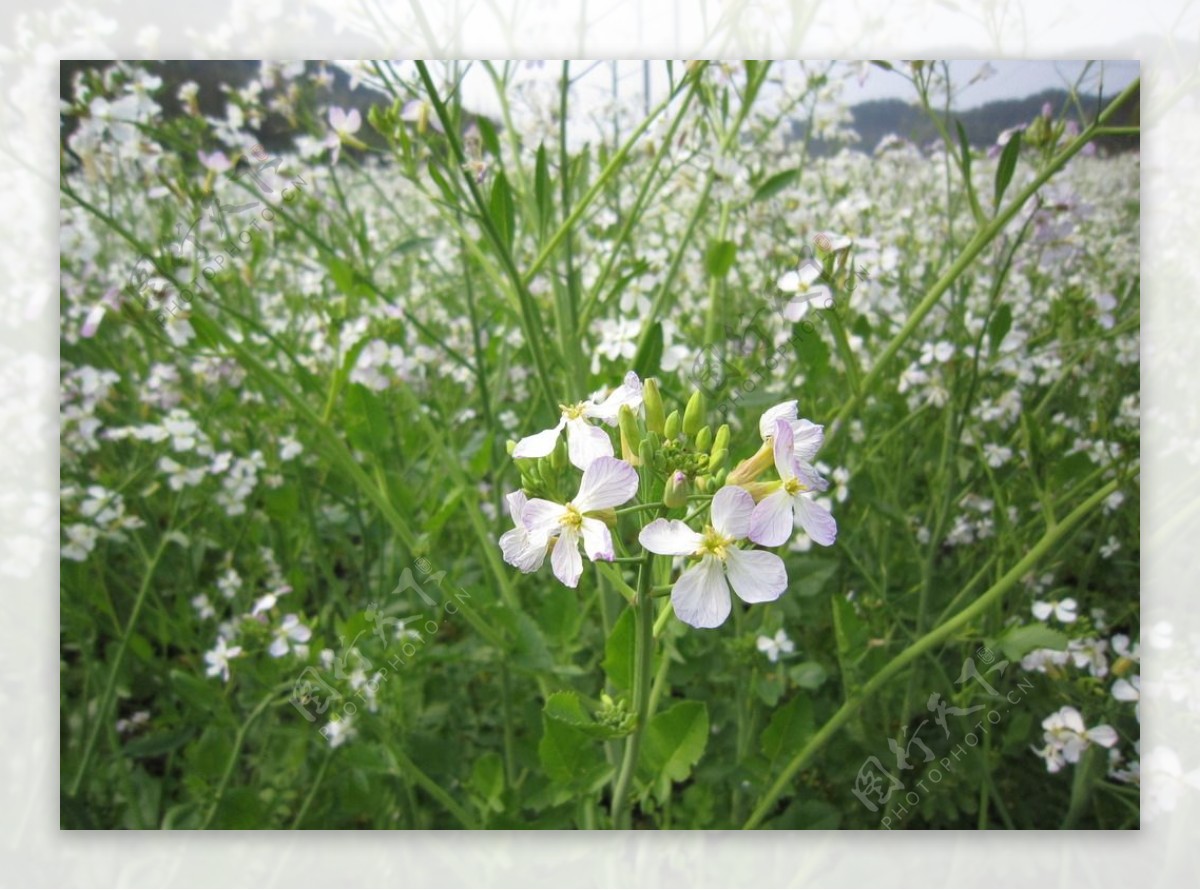 白油菜花