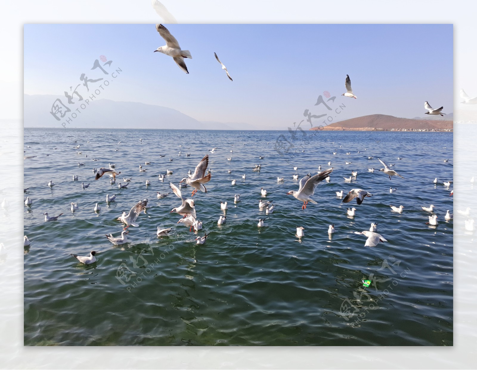 洱海旅游拍摄海鸟