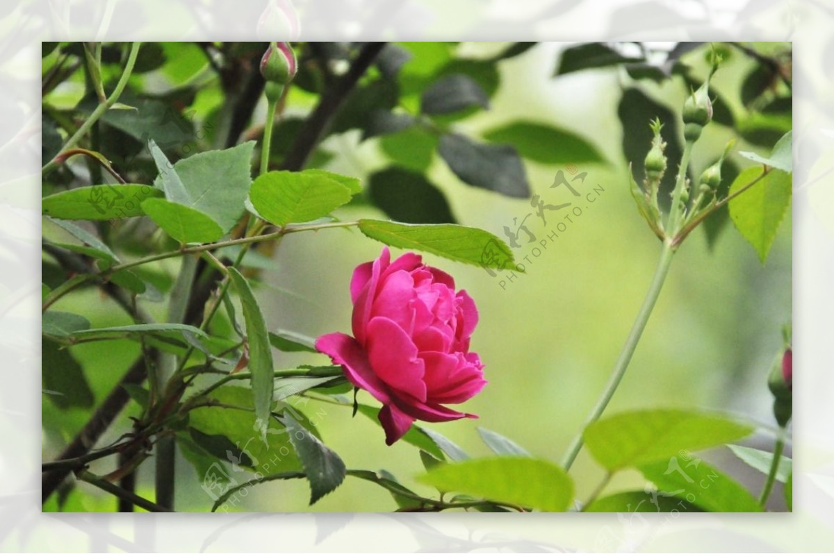 高清玫瑰花月季花