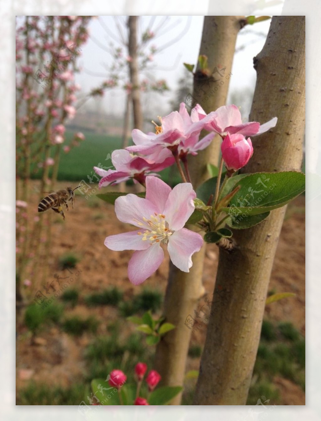 蜜蜂采花