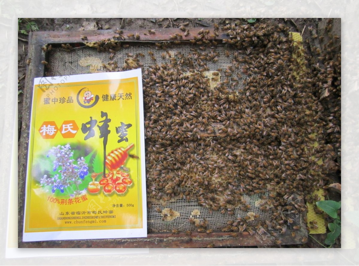 蜜蜂养蜂场的蜜蜂