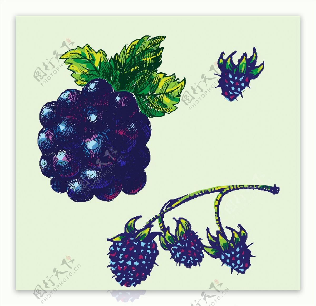 彩绘黑莓树莓