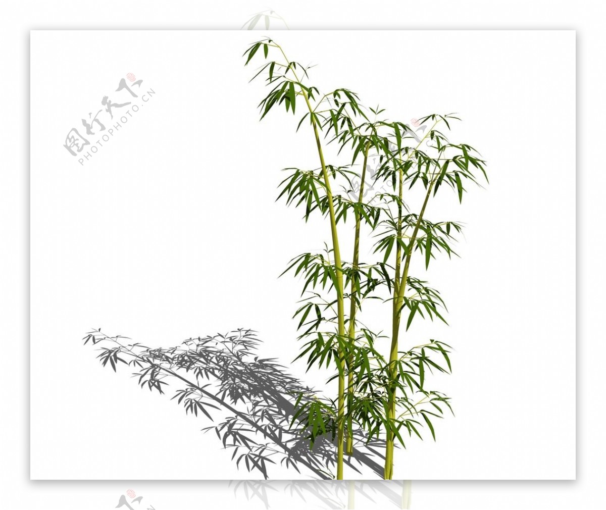 SU植物模型竹子
