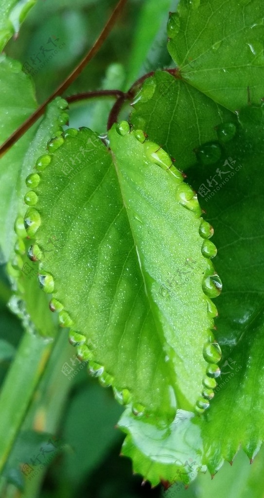 雨后凝珠