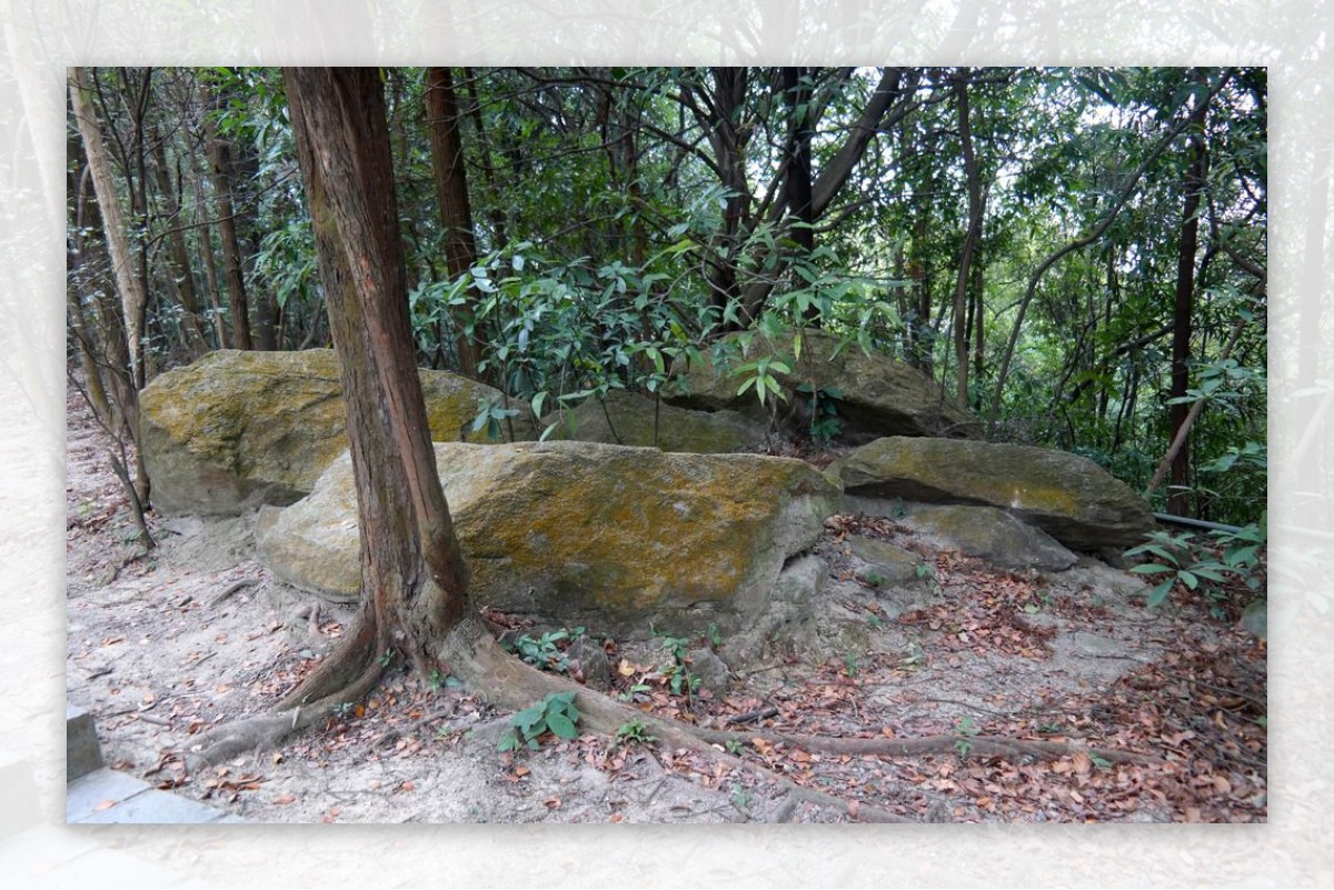 圭峰山大理石头和大树