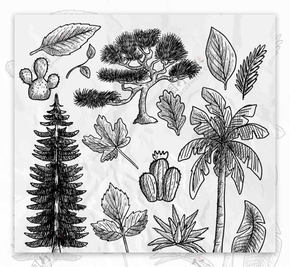 手绘植物和树叶