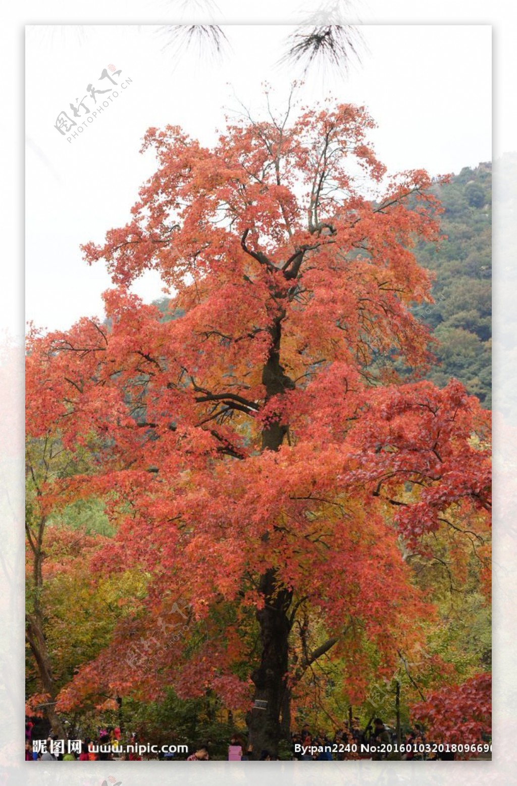 天平山枫叶