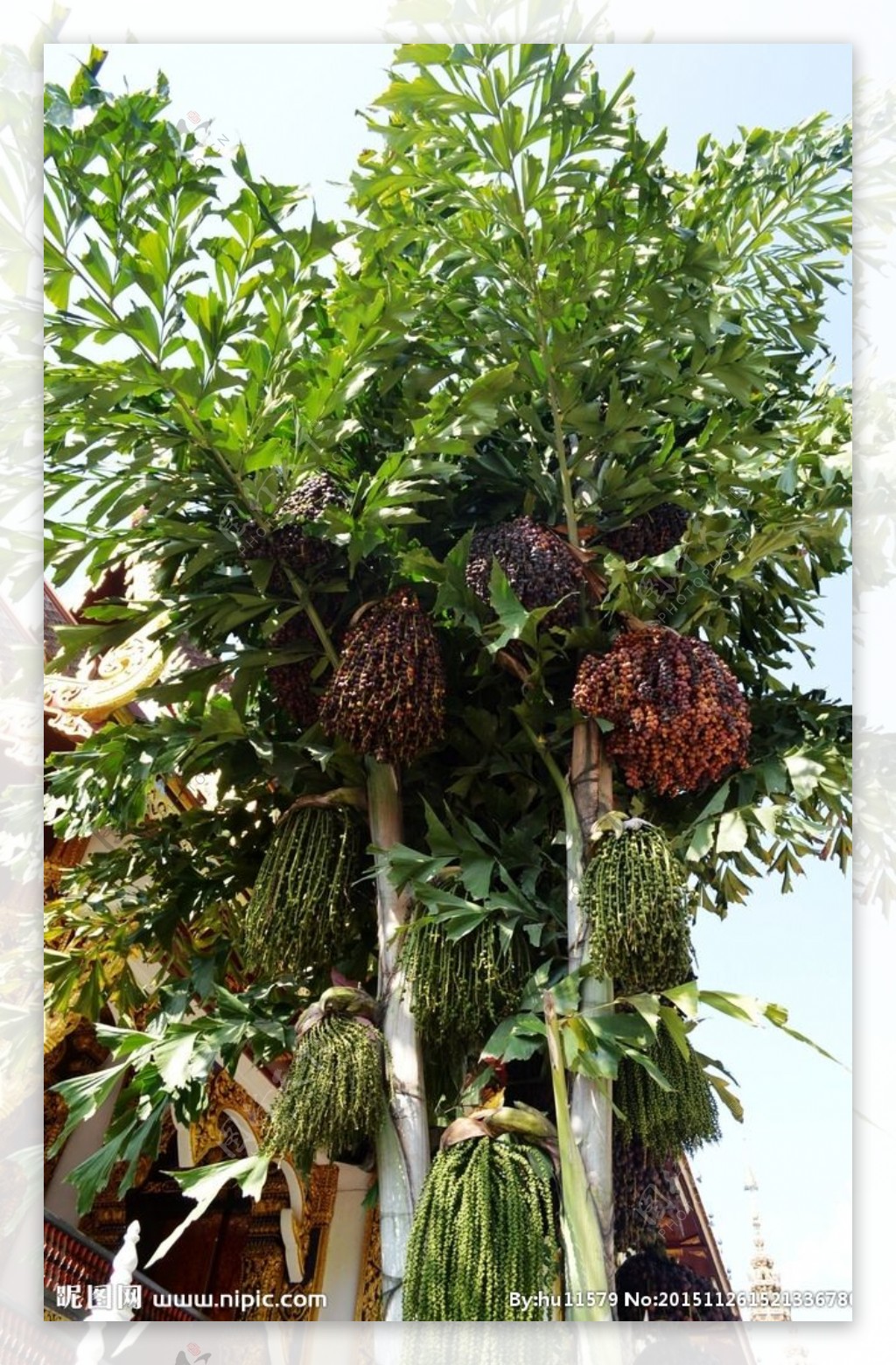 热带植物