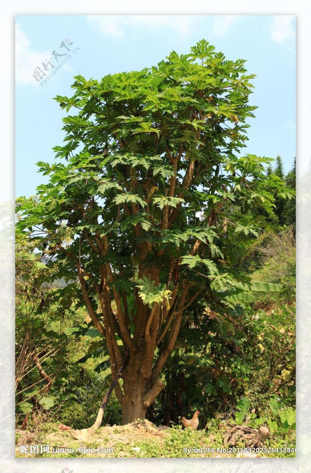 木瓜树上的木瓜高清图片-千叶网