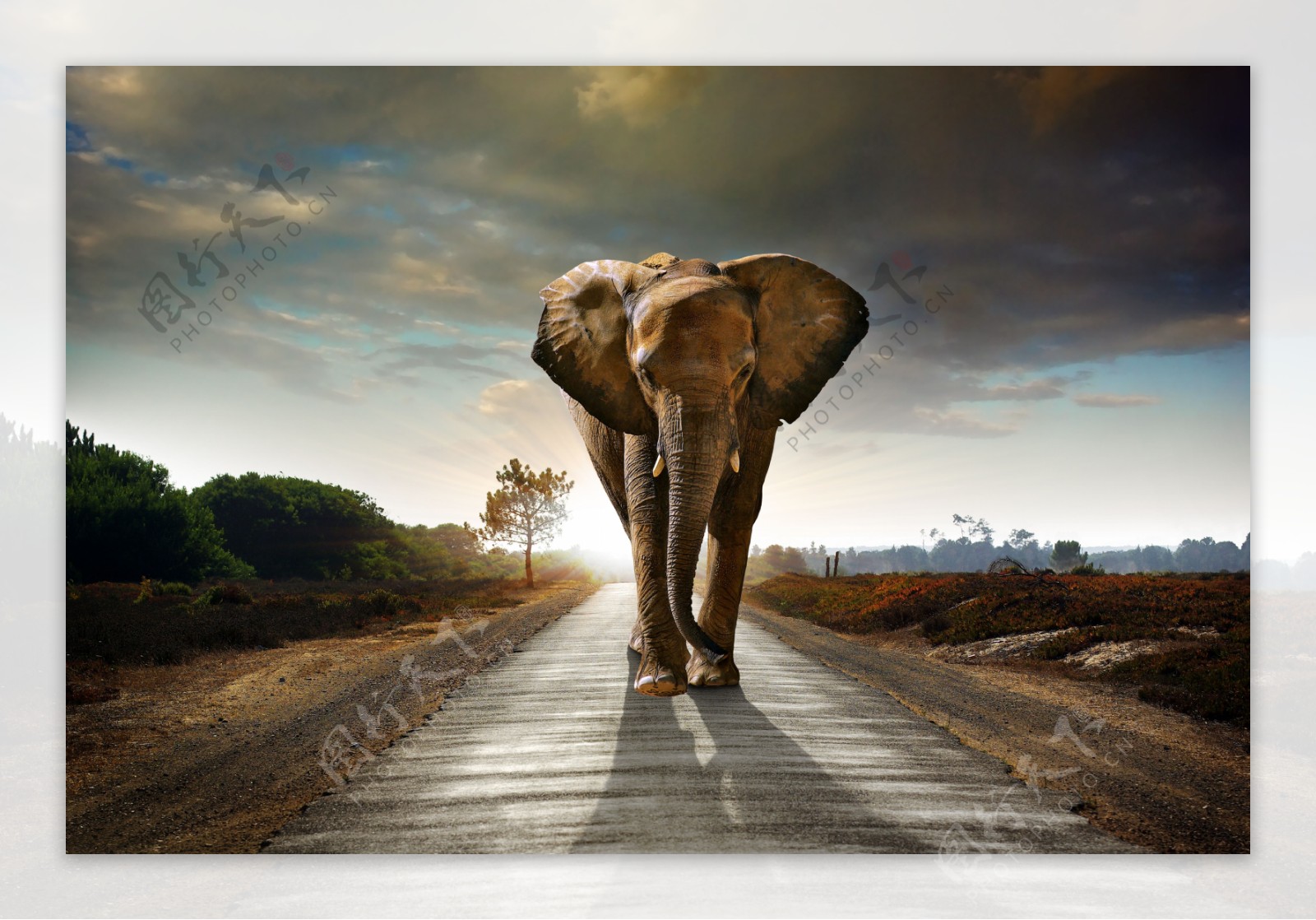 大象公路