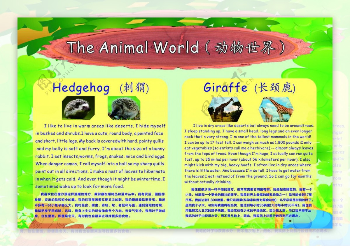 小学生动物世界英语小报