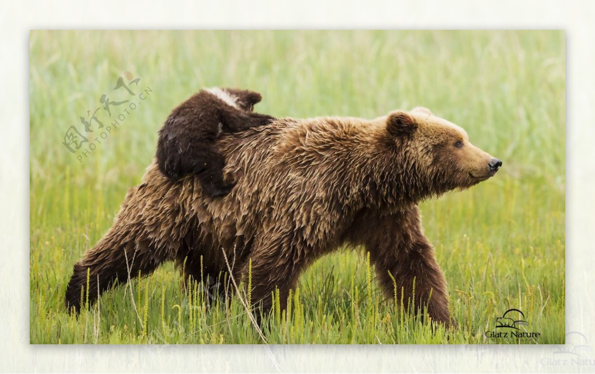 熊妈妈和小熊