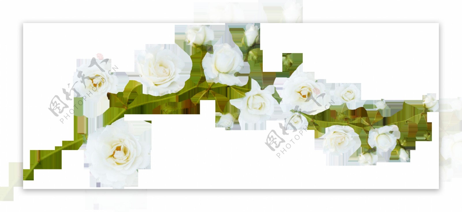 手绘白色花朵元素