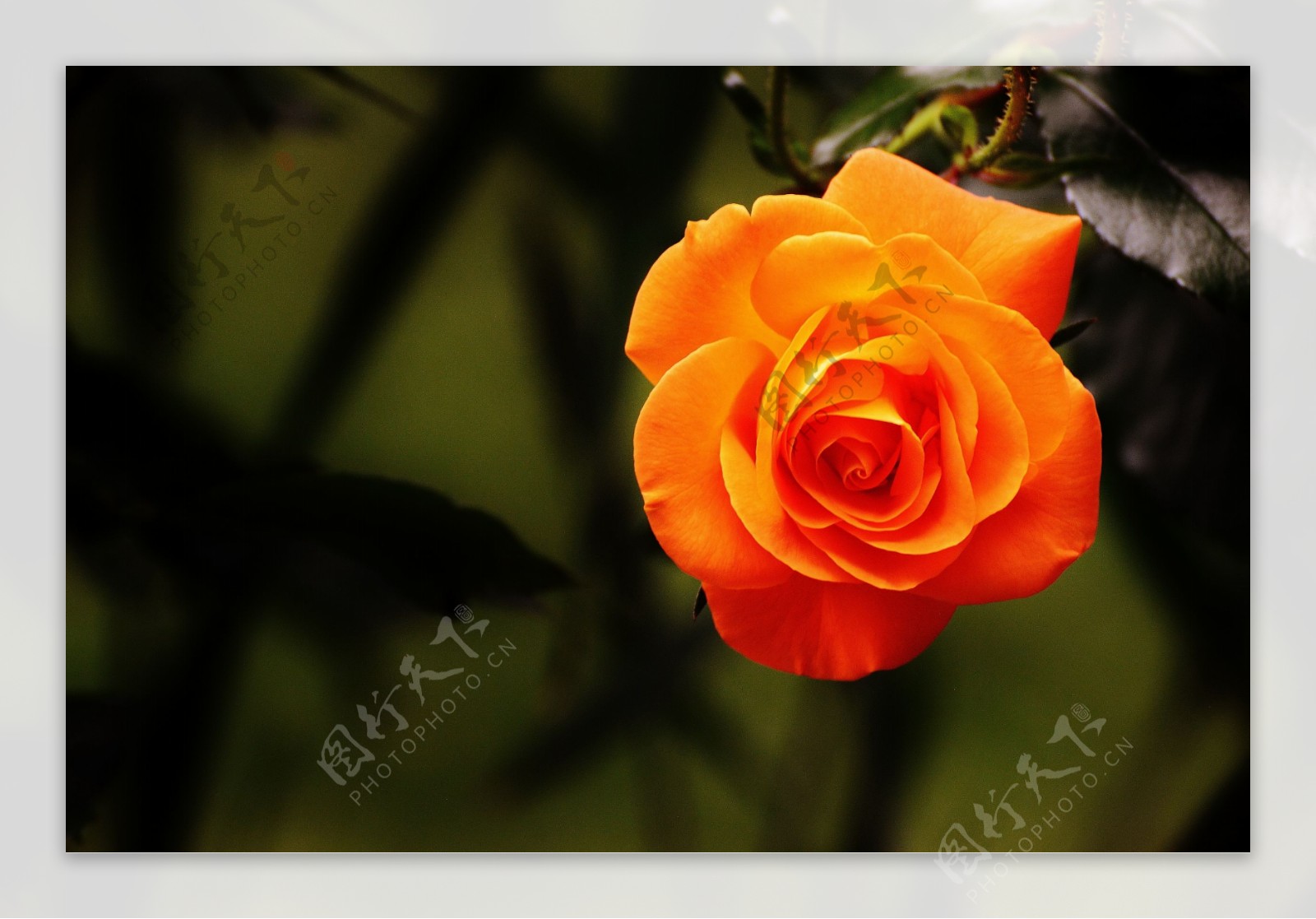 高清橙红色玫瑰花图片