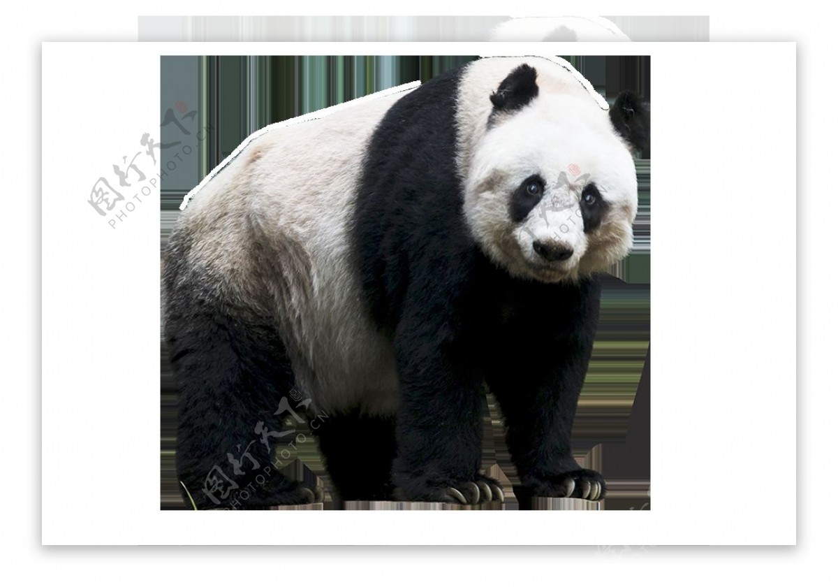 缓慢行走的熊猫免抠png透明图层素材