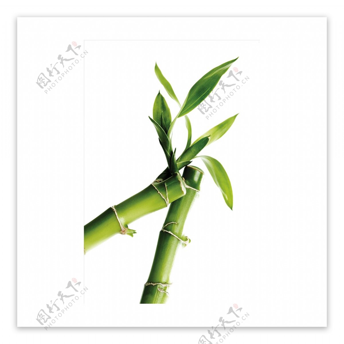绿色竹子树叶元素