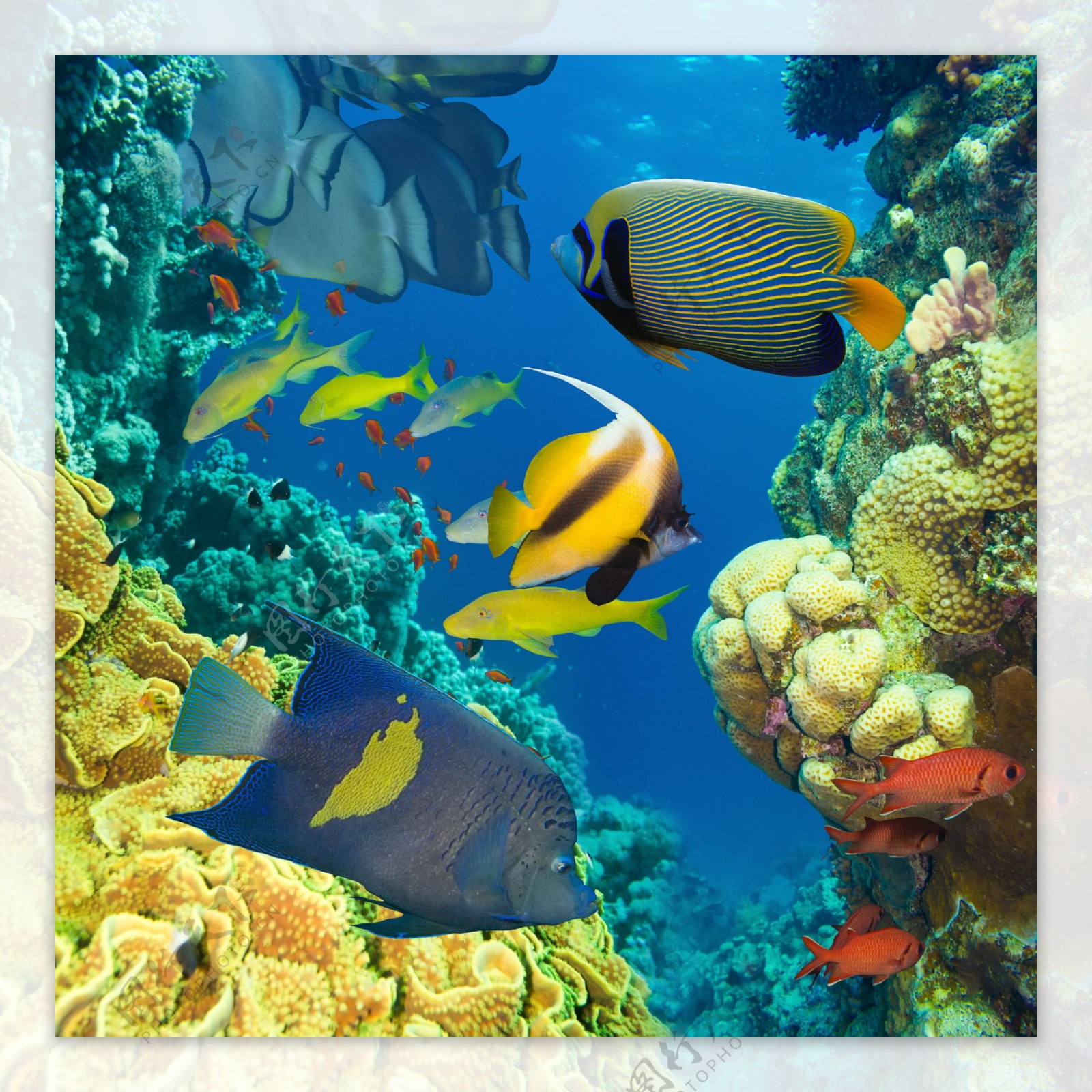 海底世界里的珊瑚和鱼类图片