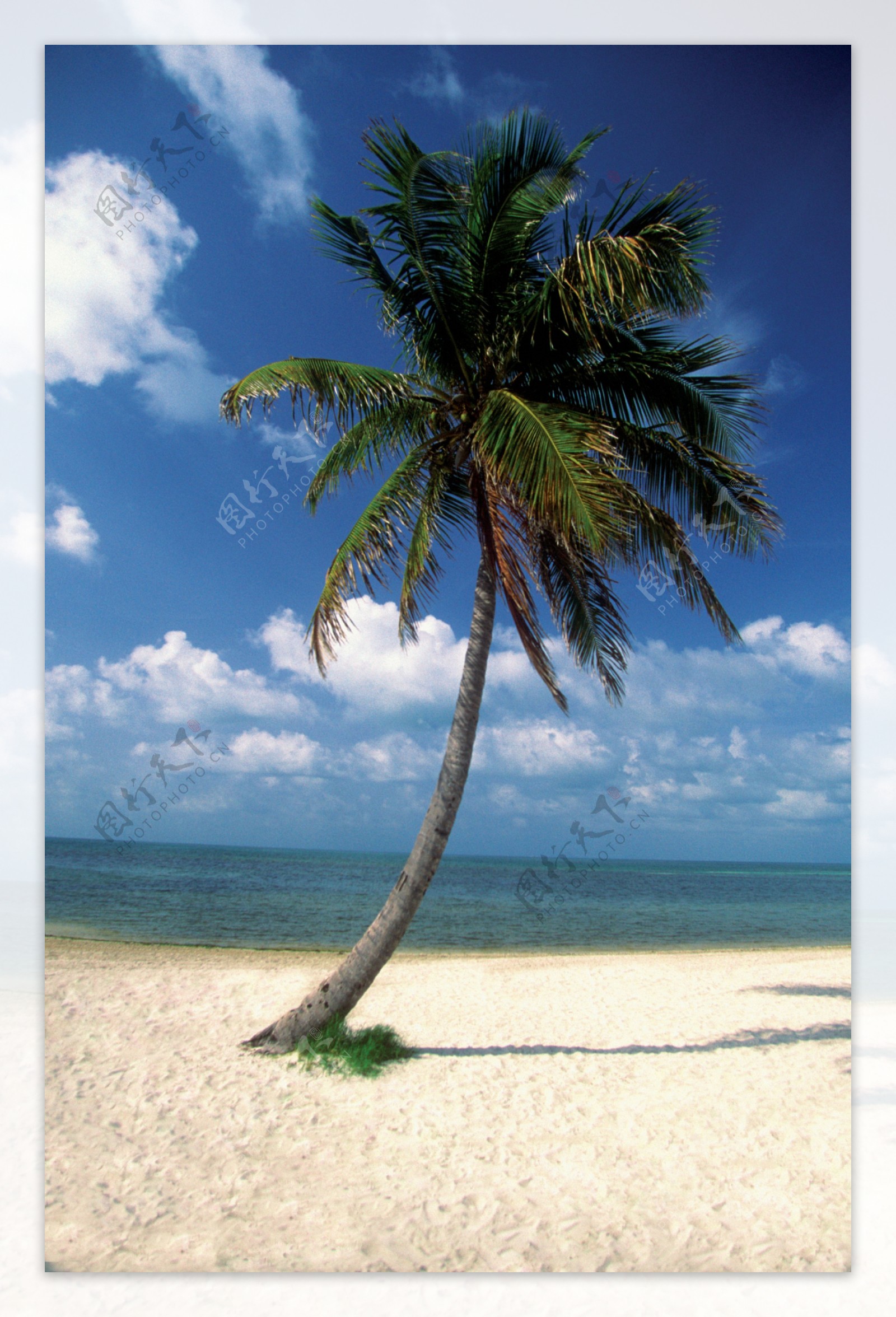 沙滩上的椰树特写图片图片