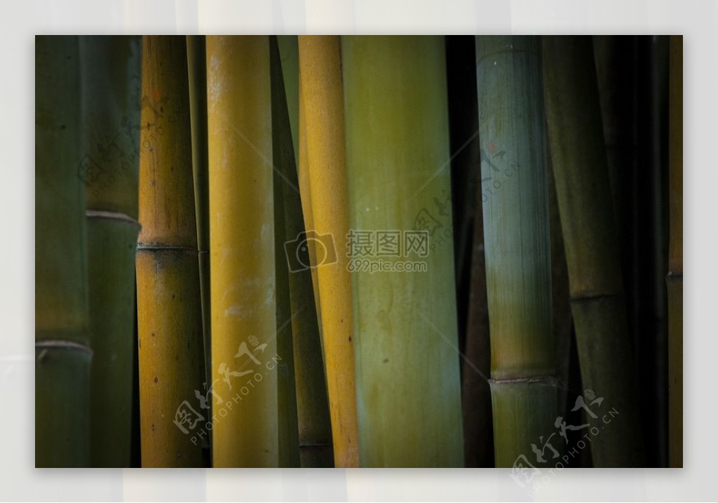 自然竹子植物