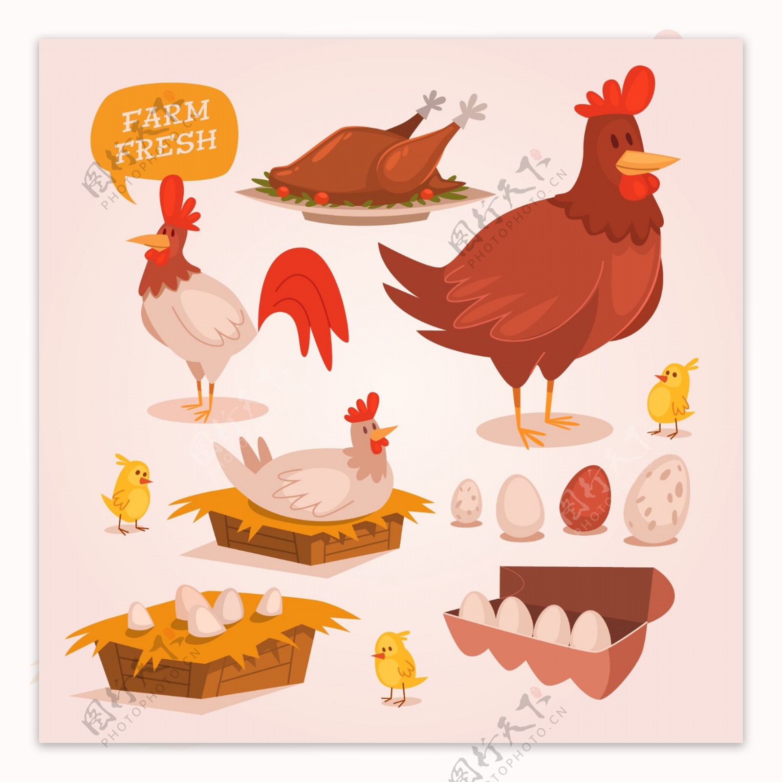 鸡和鸡蛋插画