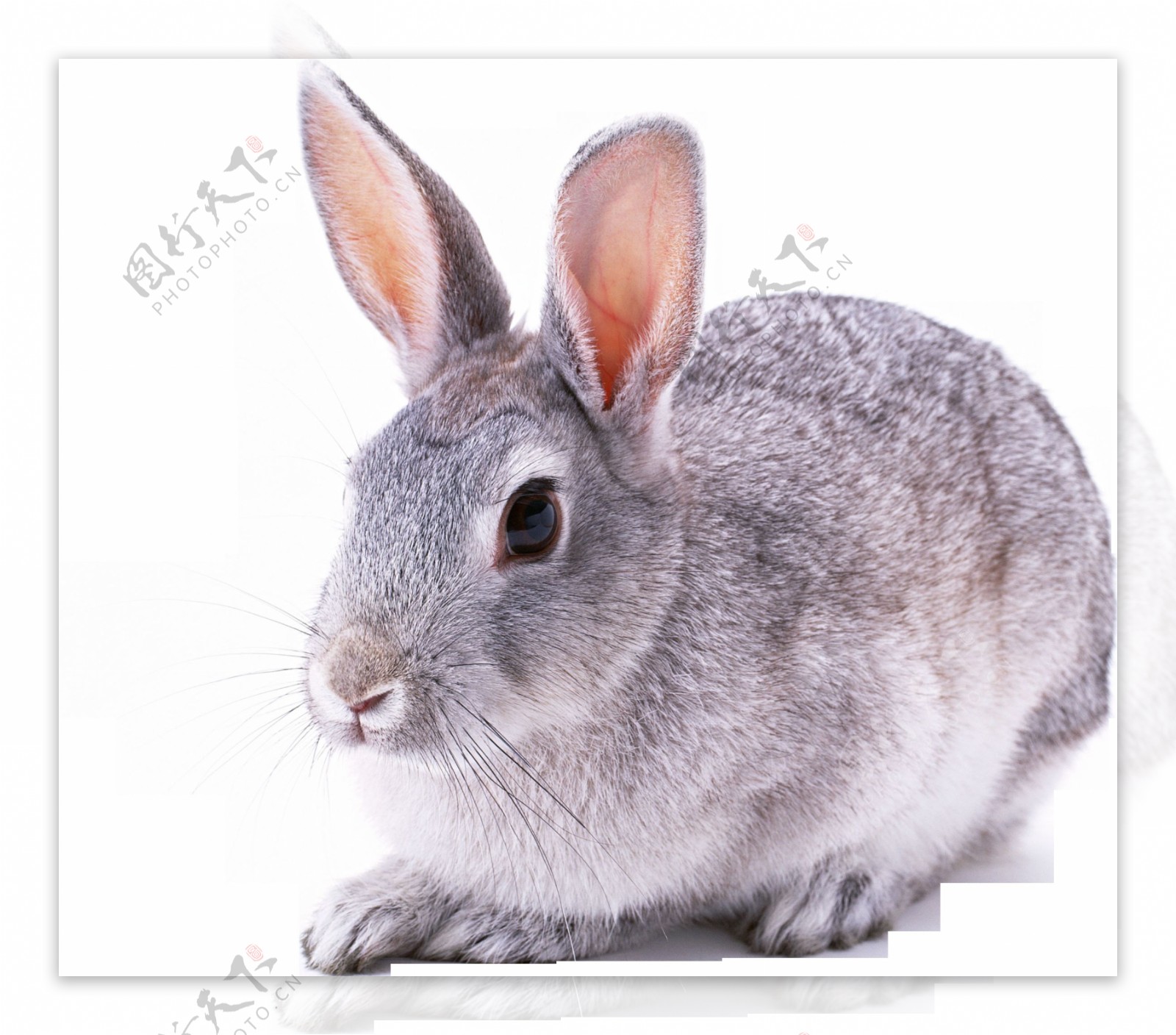 可爱长耳朵兔子免抠png透明图层素材