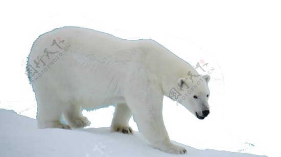 下坡的北极熊免抠png透明图层素材