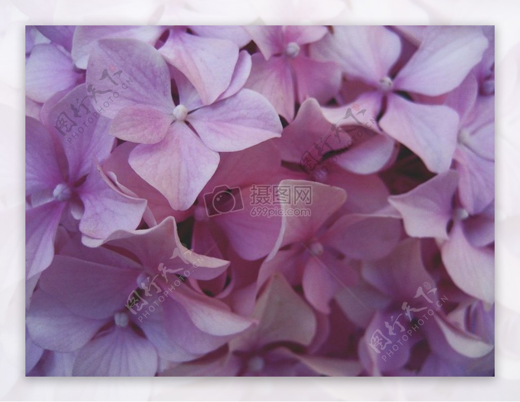 紫色花瓣花嫩