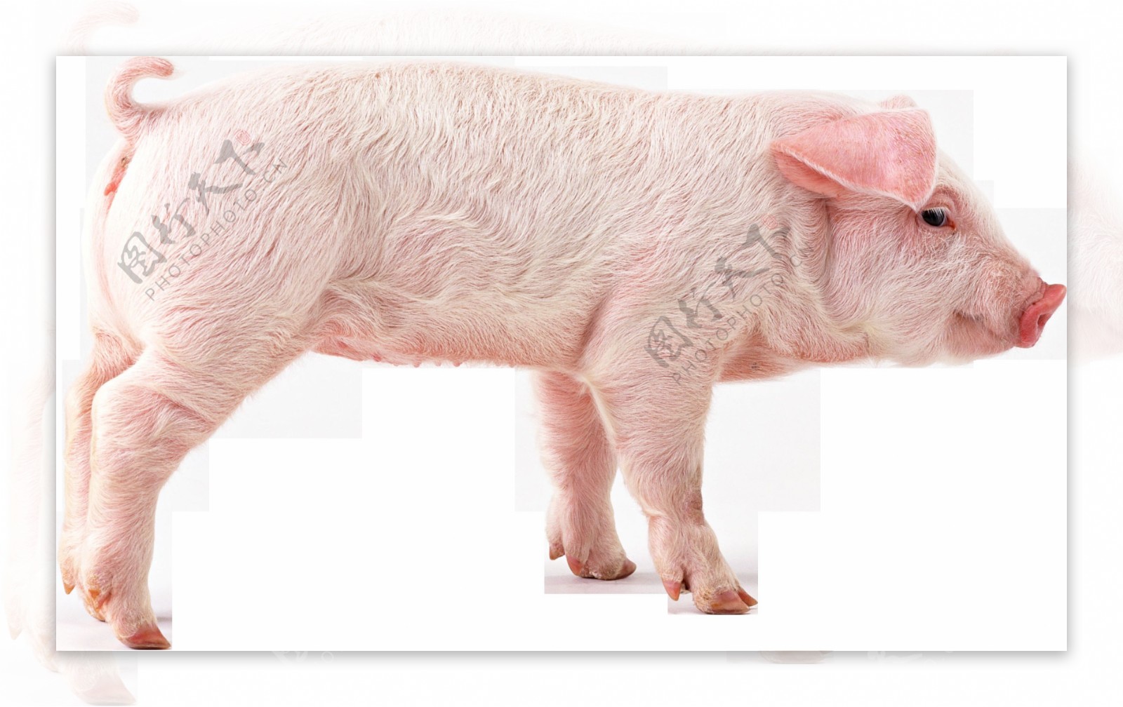 一只小乳猪免抠png透明图层素材
