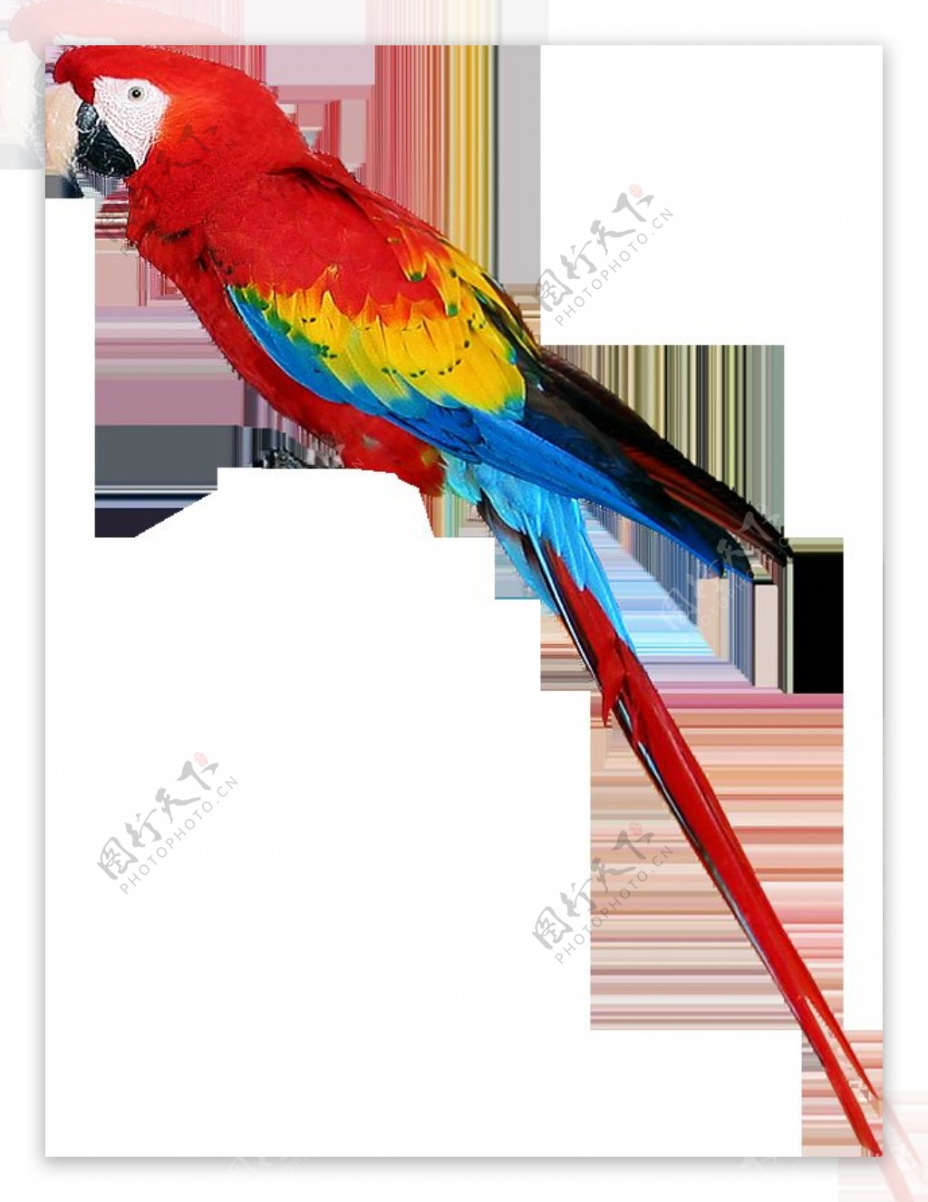 彩色羽毛的鹦鹉免抠png透明图层素材