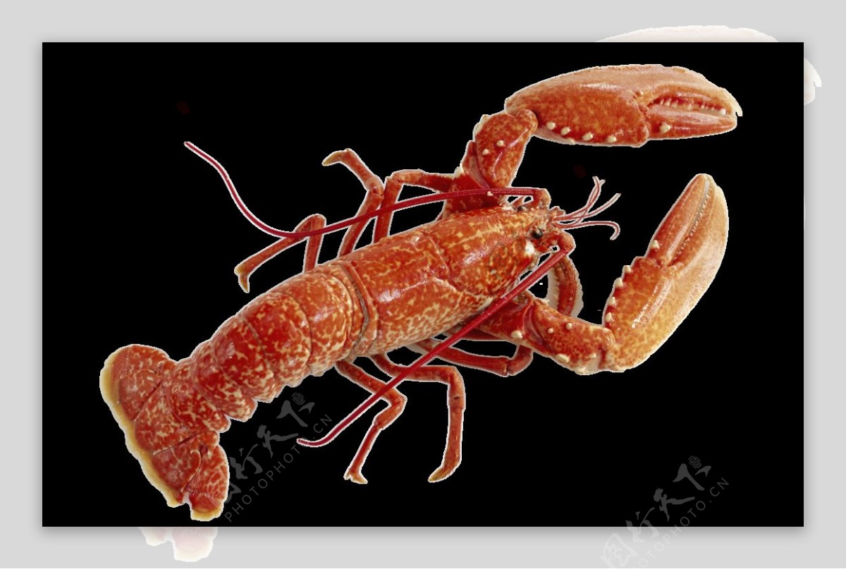 美味大龙虾免抠png透明图层素材