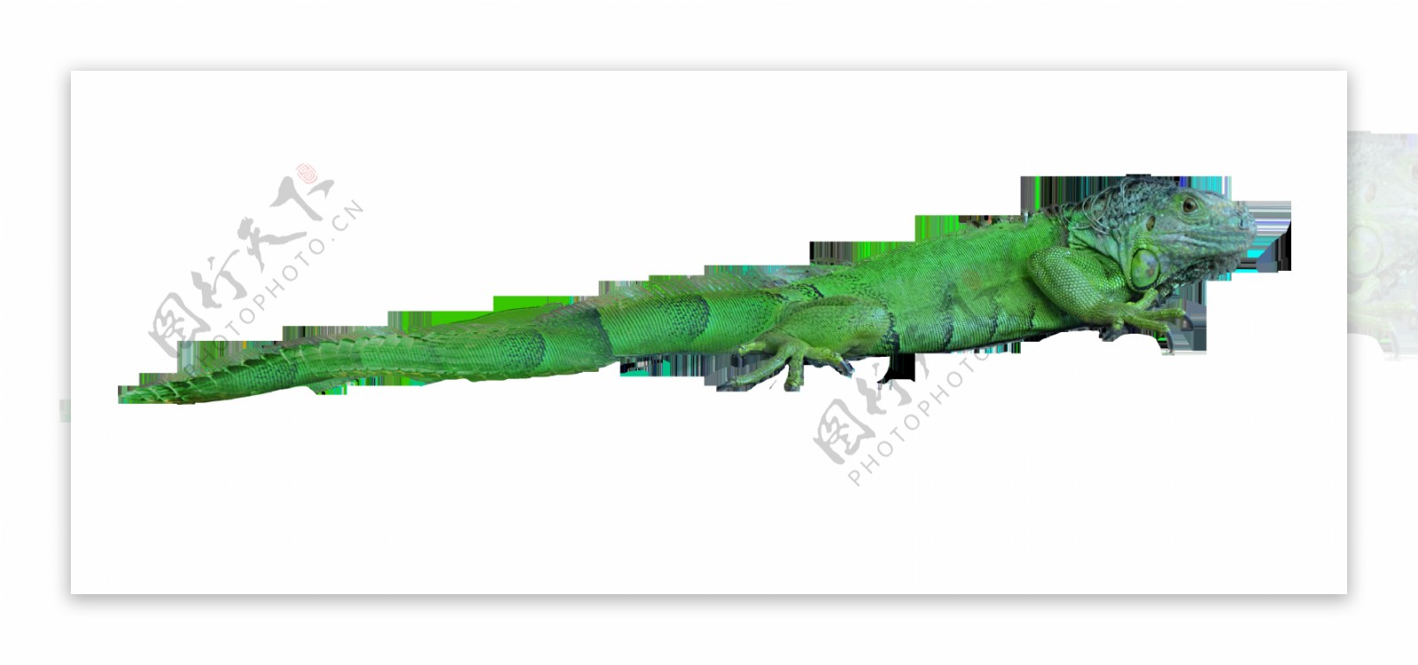 绿色小蜥蜴免抠png透明图层素材