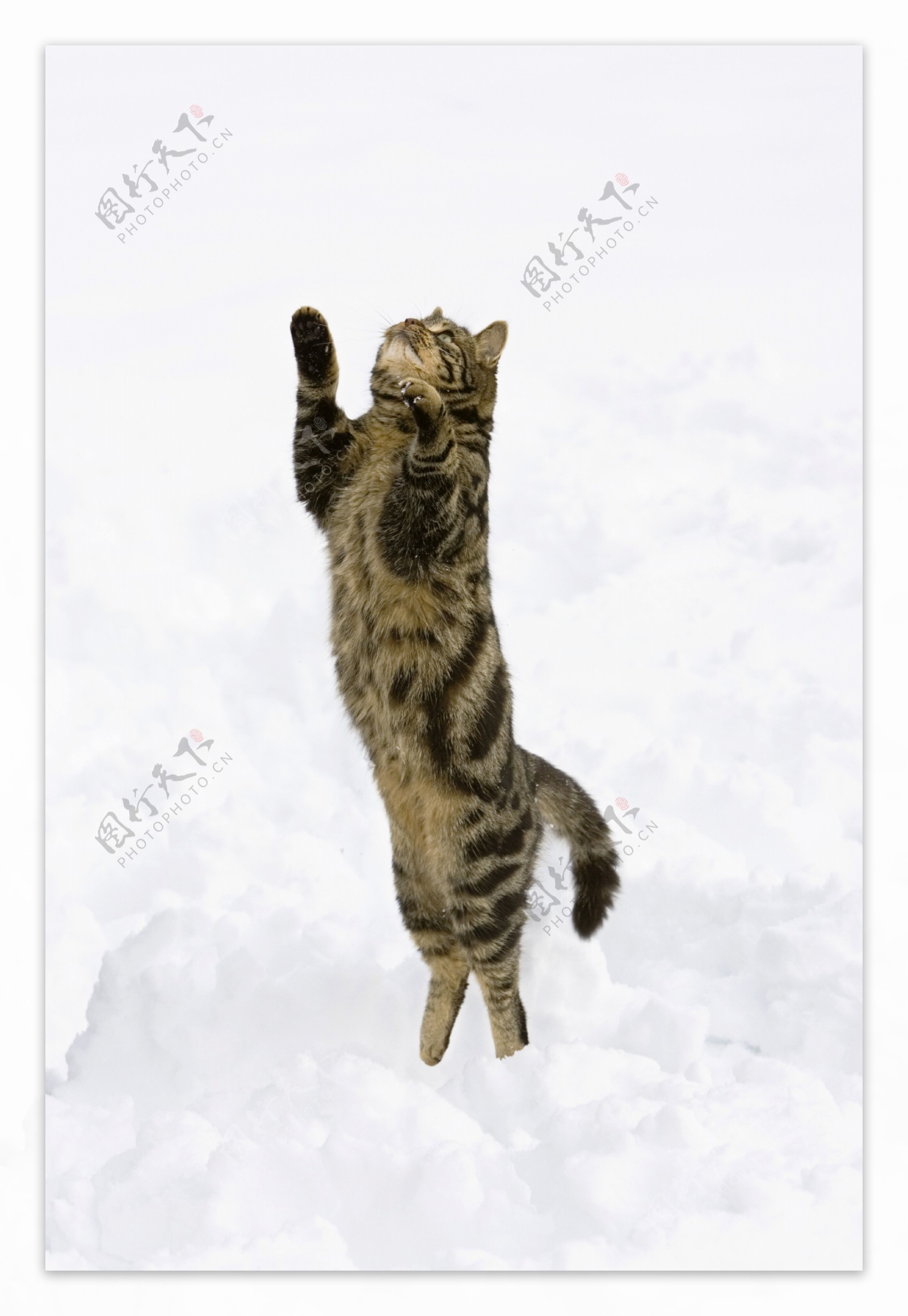 雪地上玩耍的小猫图片