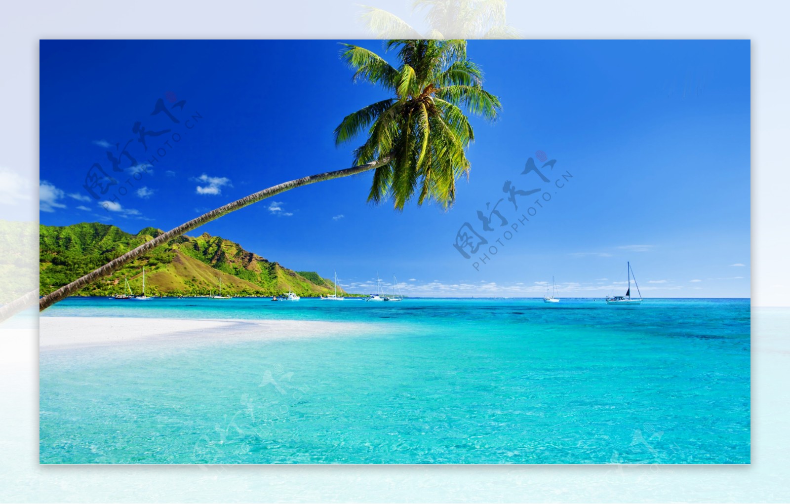 海水椰树沙滩图片