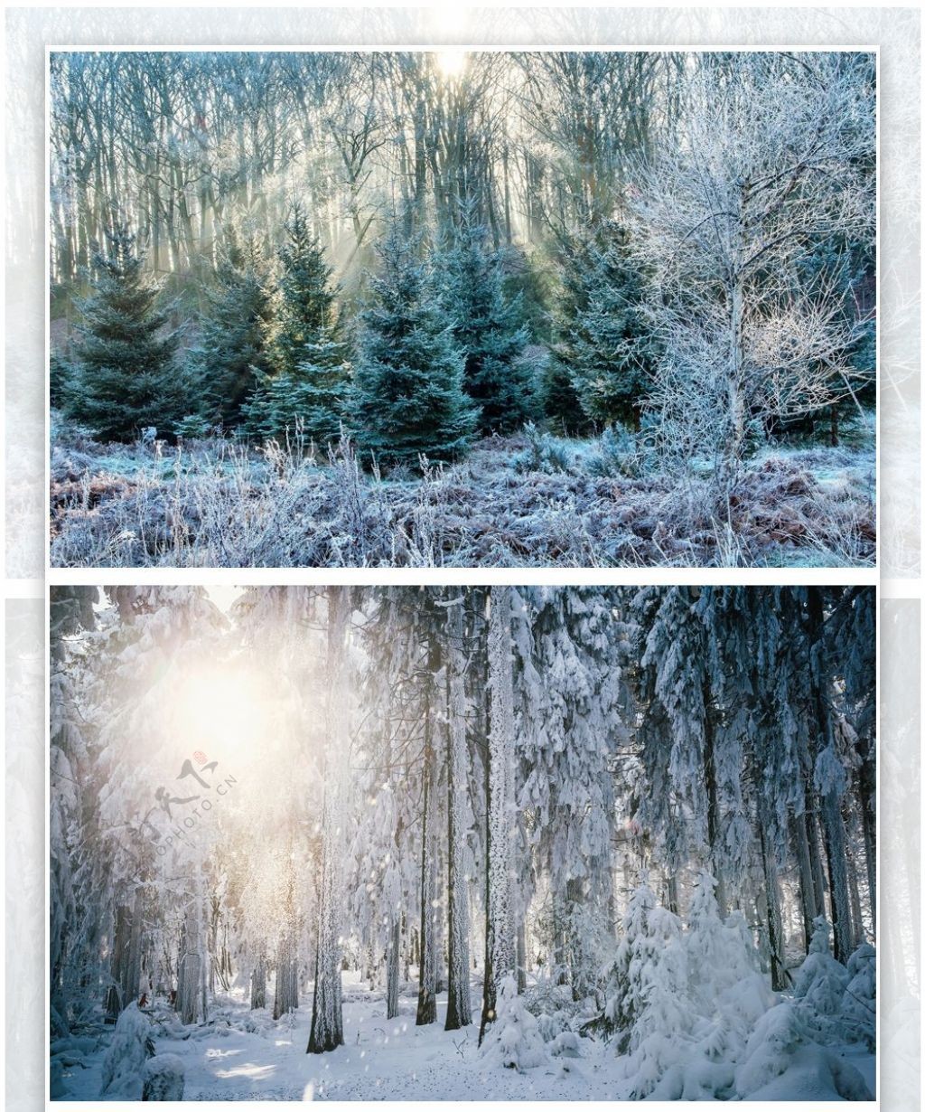 冬天的森林