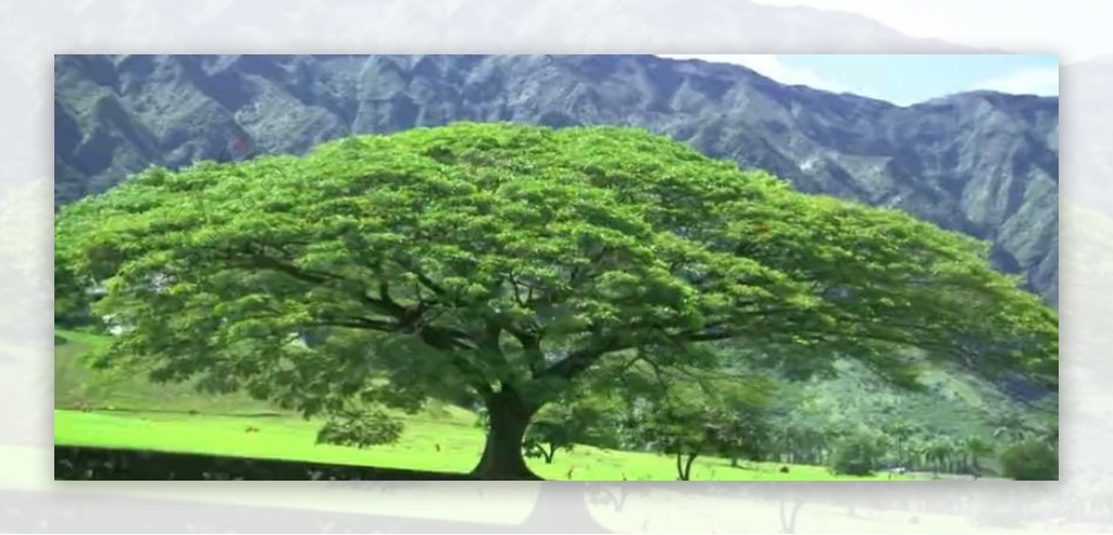 山下的大树高清实拍视频素材