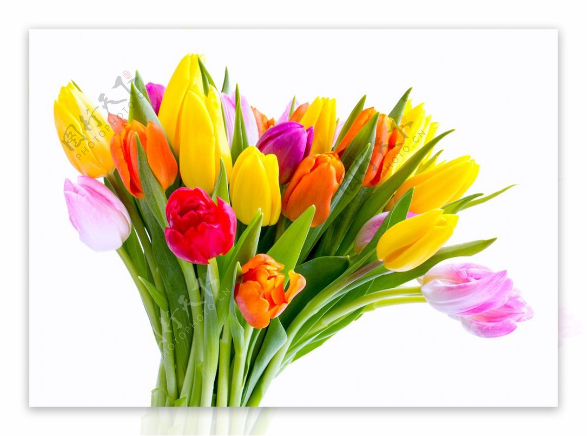 彩色郁金香花束图片
