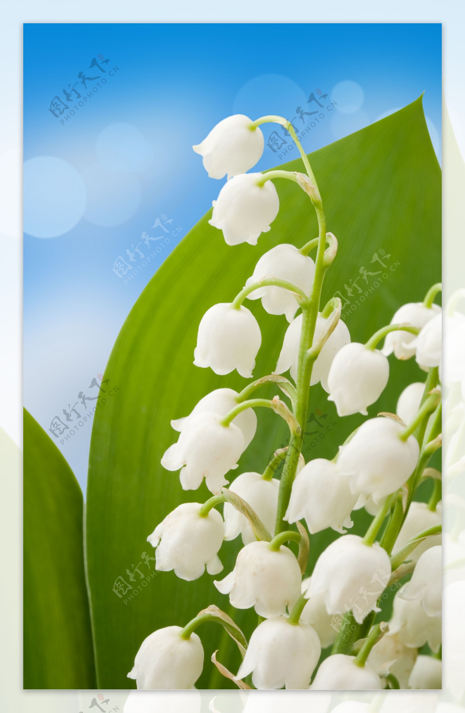 白色铃兰花壁纸_植物_太平洋科技