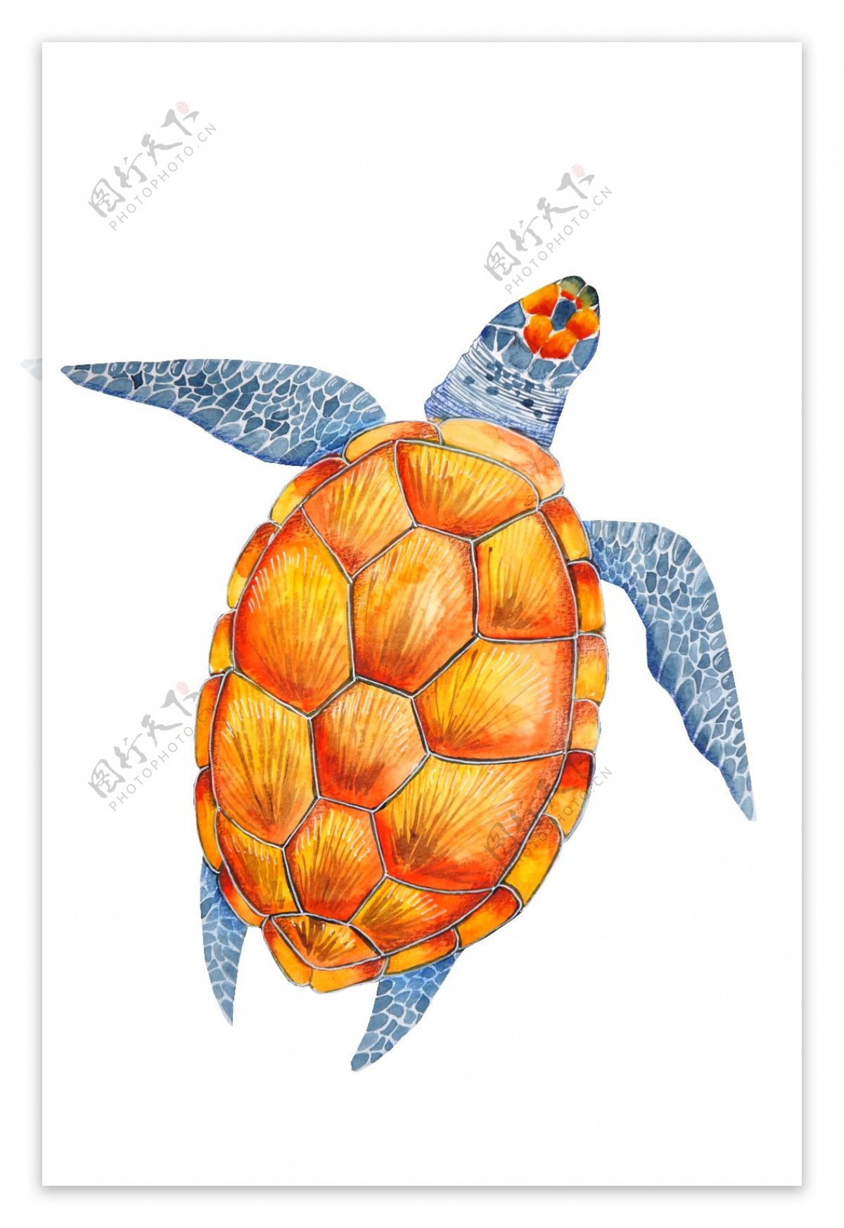 黄色海龟卡通夏日高清水彩png免扣素材
